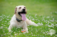 Pet Portraits